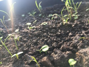 Herb seeds growing